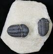 Double Acastoides Trilobite - Foum Zguid, Morocco #18639-1